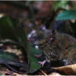 Here he was…the first mouse of many!