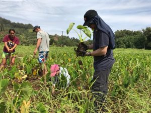 Hawaii Spearfishing and Taro Farming to Live Off The Land!! 