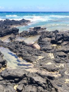 Can you spot the monk seal? A Hawaiian monk seal at Kaena Point, Oau.