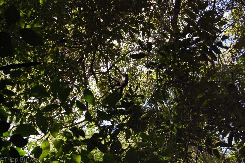 A spider monkey in Guatemala (less shy than the howlers).