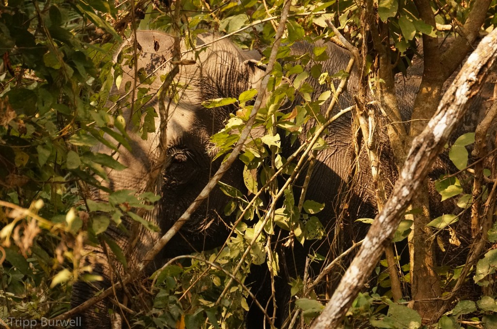 Kaziranga-12