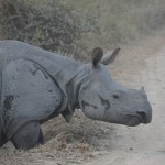An Assamese one-horned rhino begins to charge in Kaziranga National Park.