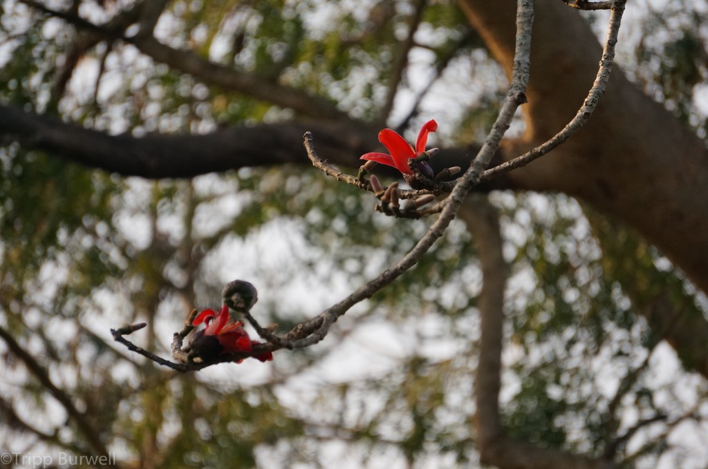 Kaziranga-2