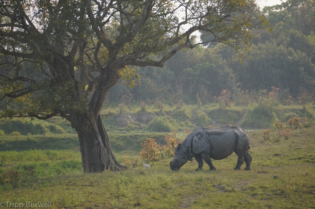 Kaziranga-3