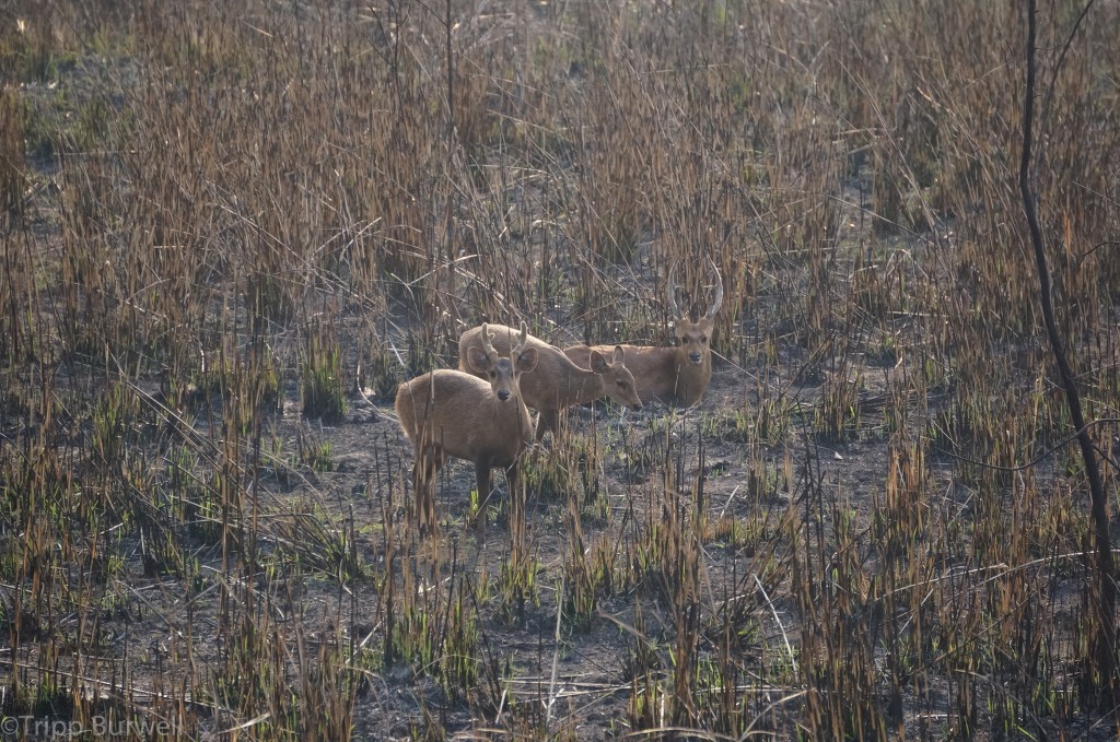 Kaziranga-4