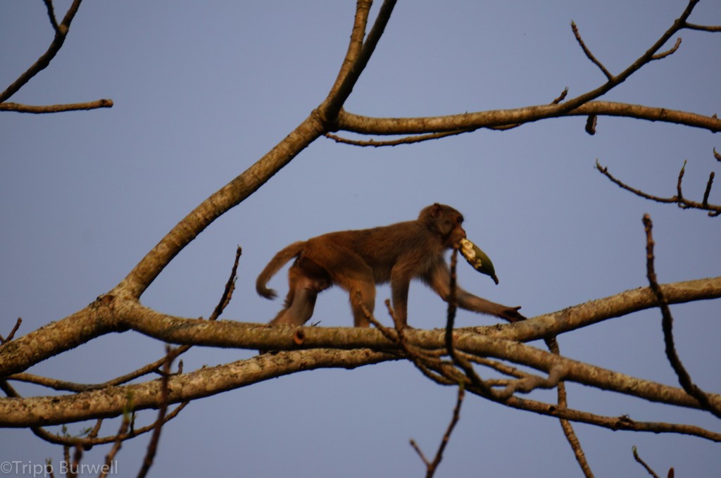 Kaziranga-5