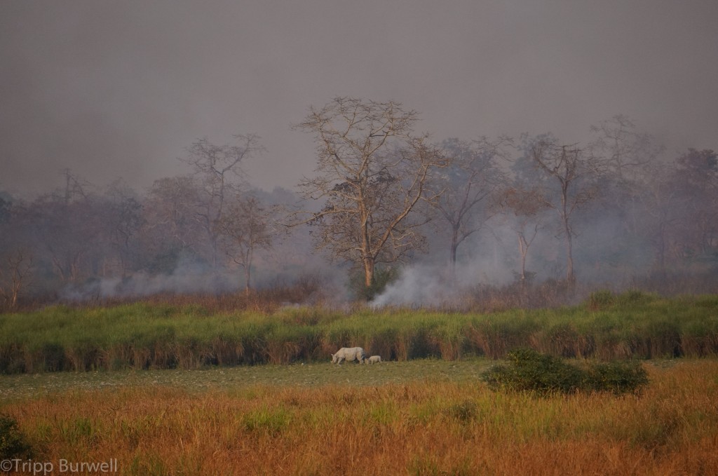 Kaziranga-8