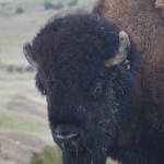 Badlands-9