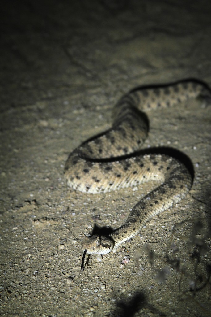 Exactly what you want to find when lost in the Mexican desert