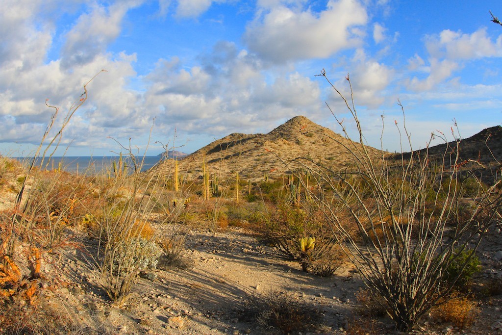 Spindly Ocotillos and cacti big make for a vibrantly alive ambiance even in harsh conditions