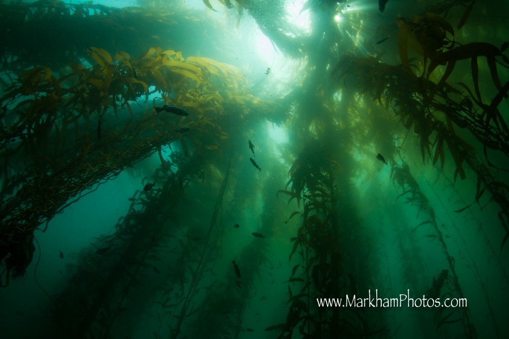 Rockfish hover between the towering spires of kelp