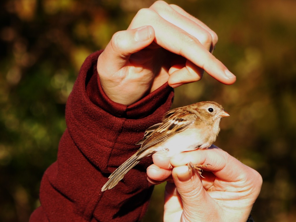 sparrow bird banding outdoor devil