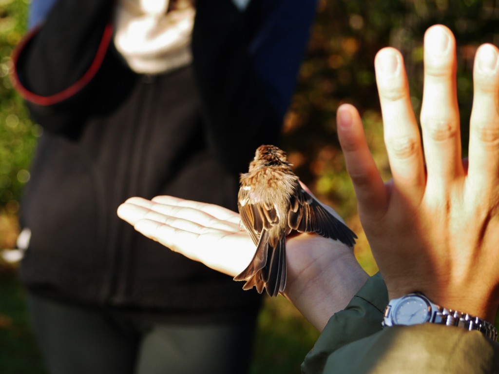 sparrow bird banding outdoor devil