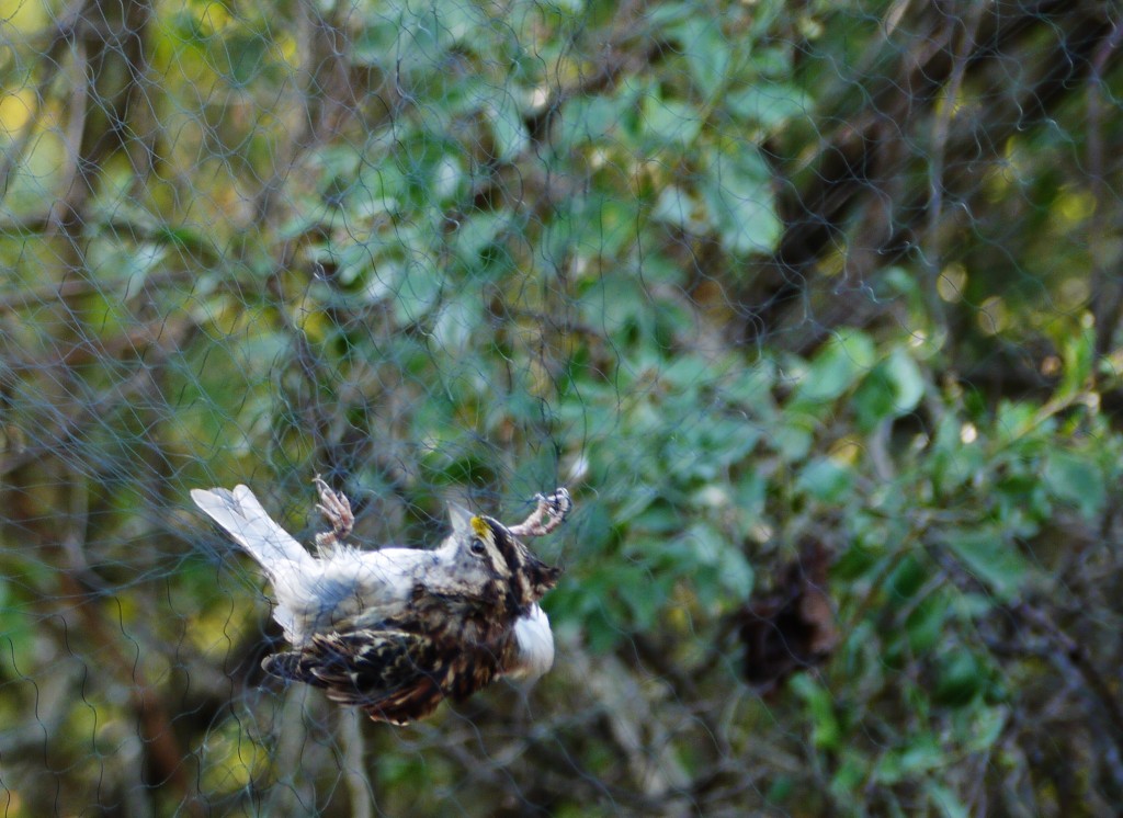 sparrow bird banding outdoor devil