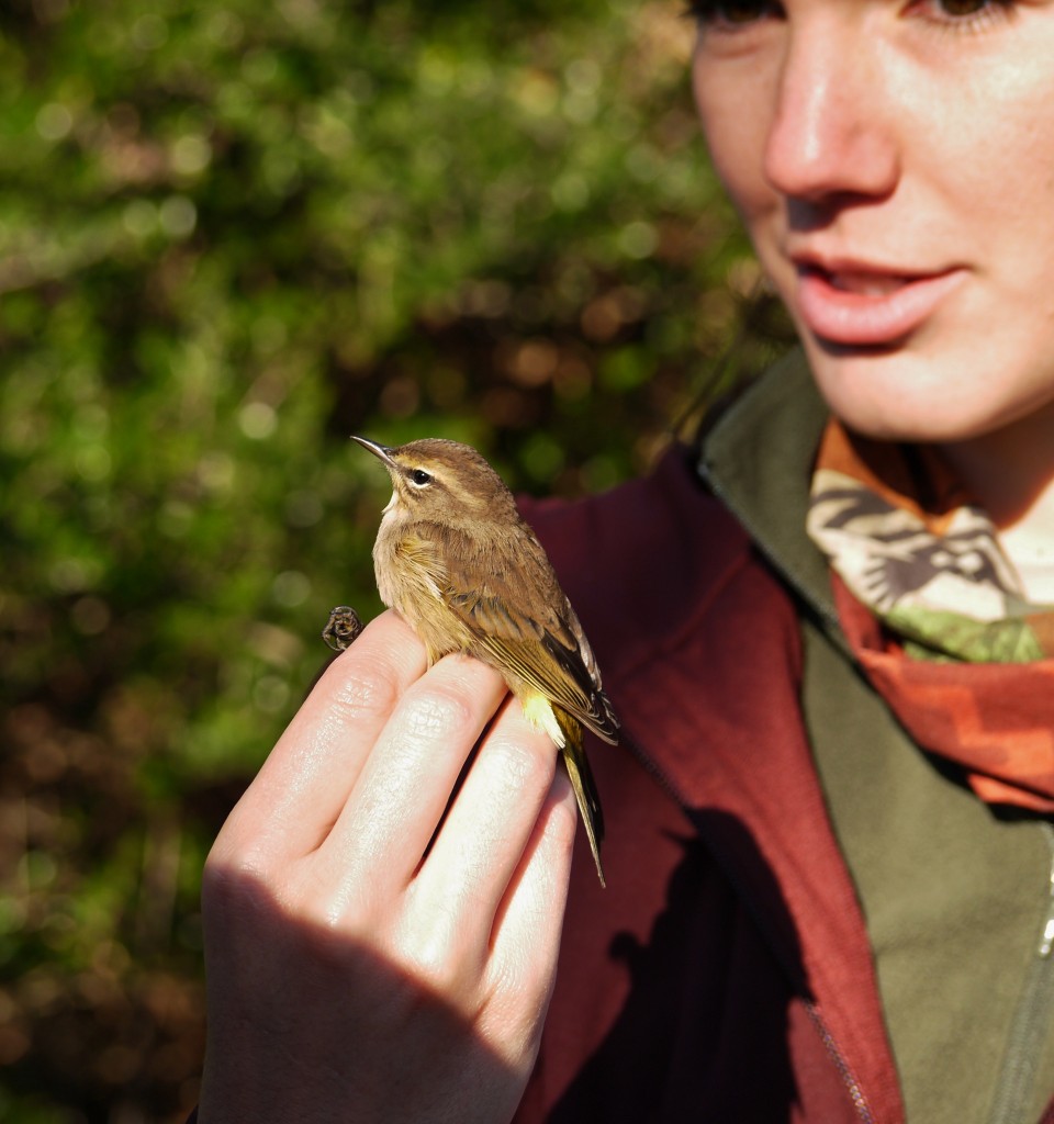 sparrow bird banding outdoor devil