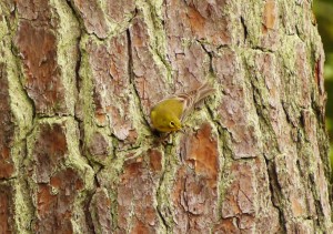 pine warbler