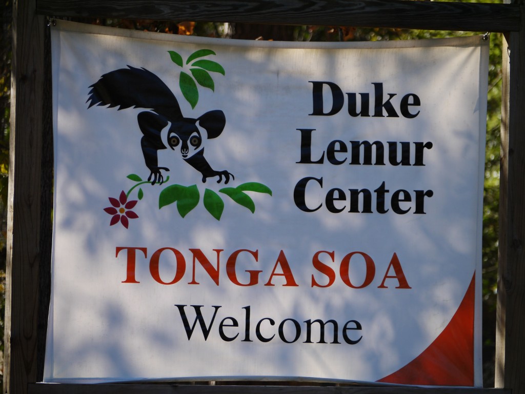 outdoor devil lemur center