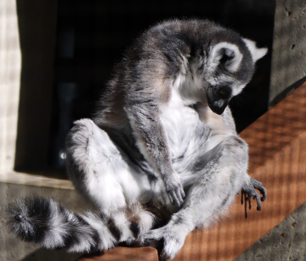 outdoor devil lemur center