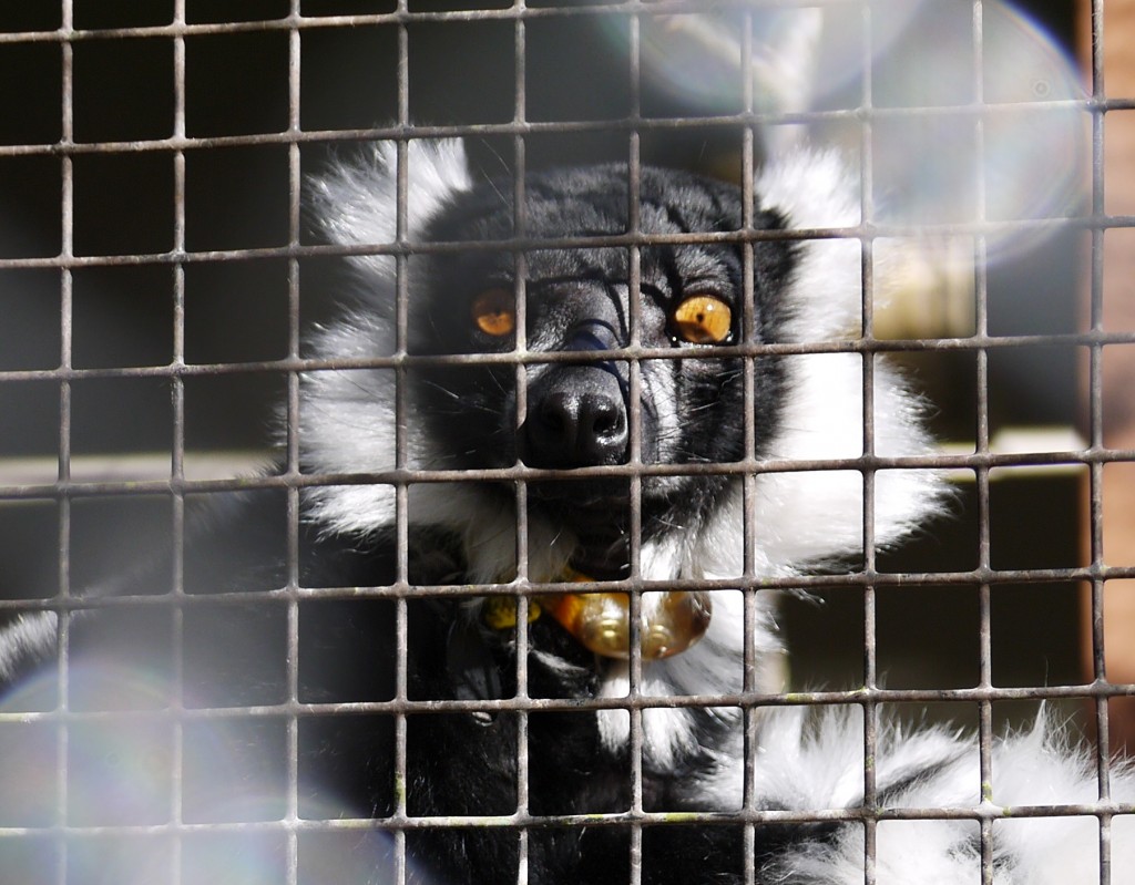 outdoor devil lemur center