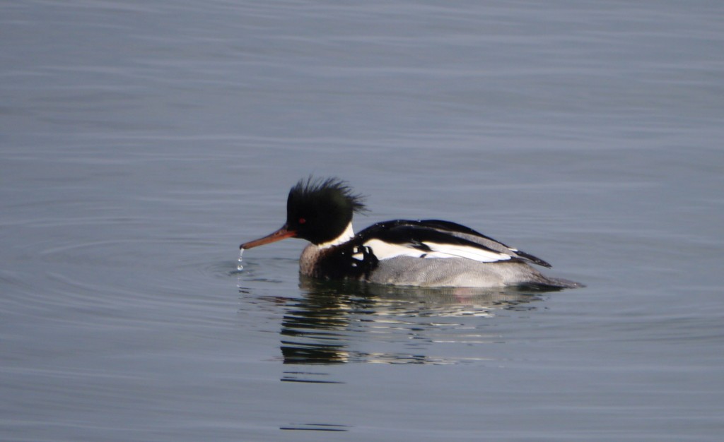 snowy owl outdoor devil red-breasted merganser