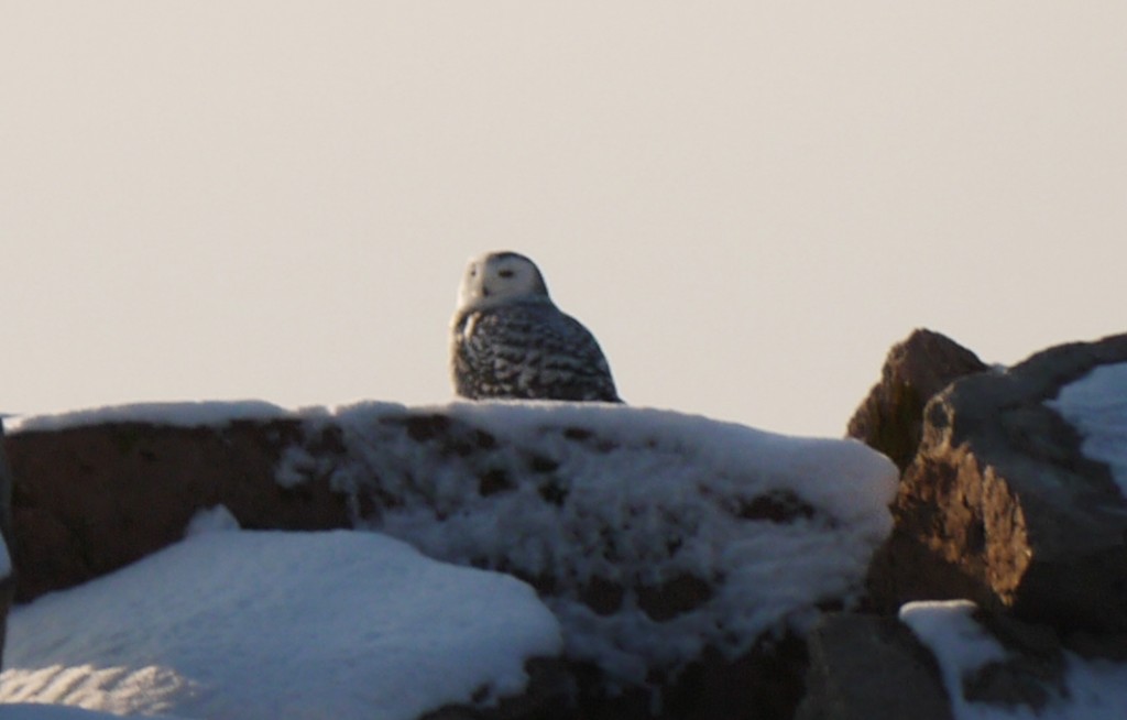 snowy owl outdoor devil