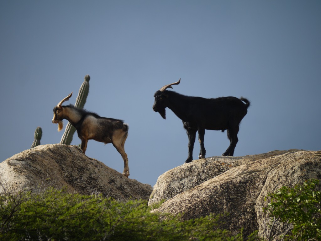 Aruba: Three Invasive Species that Turned My Black-and-White to Gray – Outdoor Devil1024 x 768