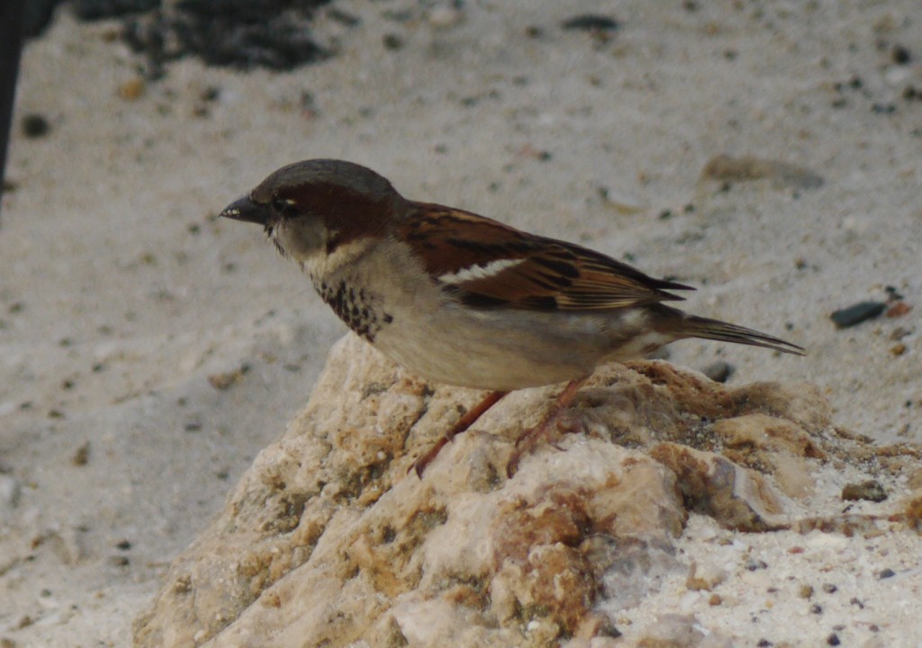 house sparrow outdoor devil duke