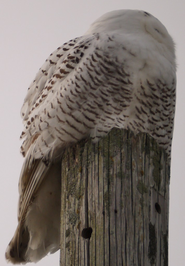 snowy owl outdoor devil