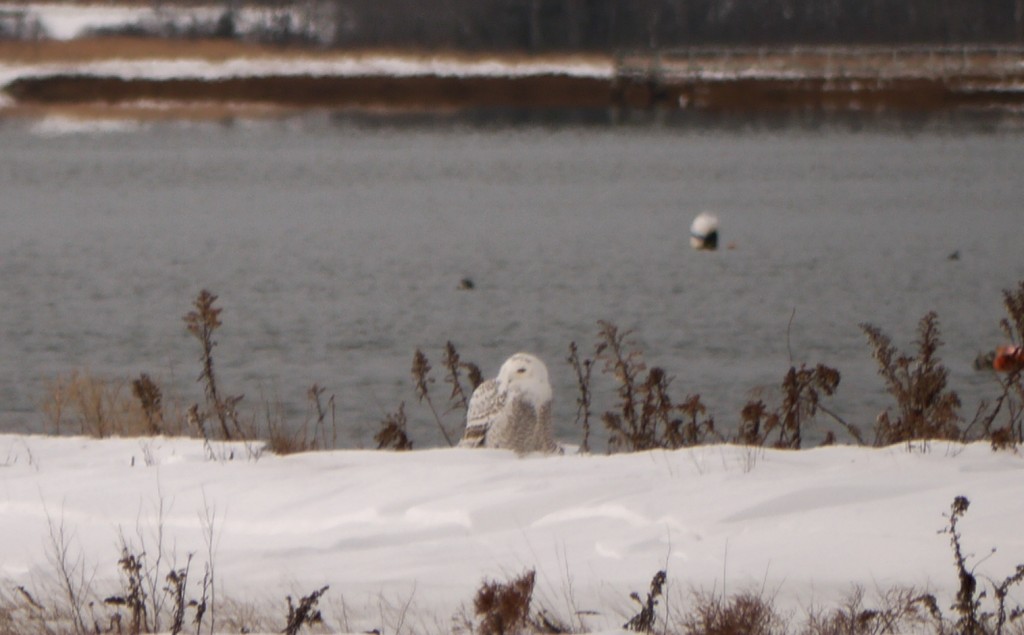 snowy owl outdoor devil