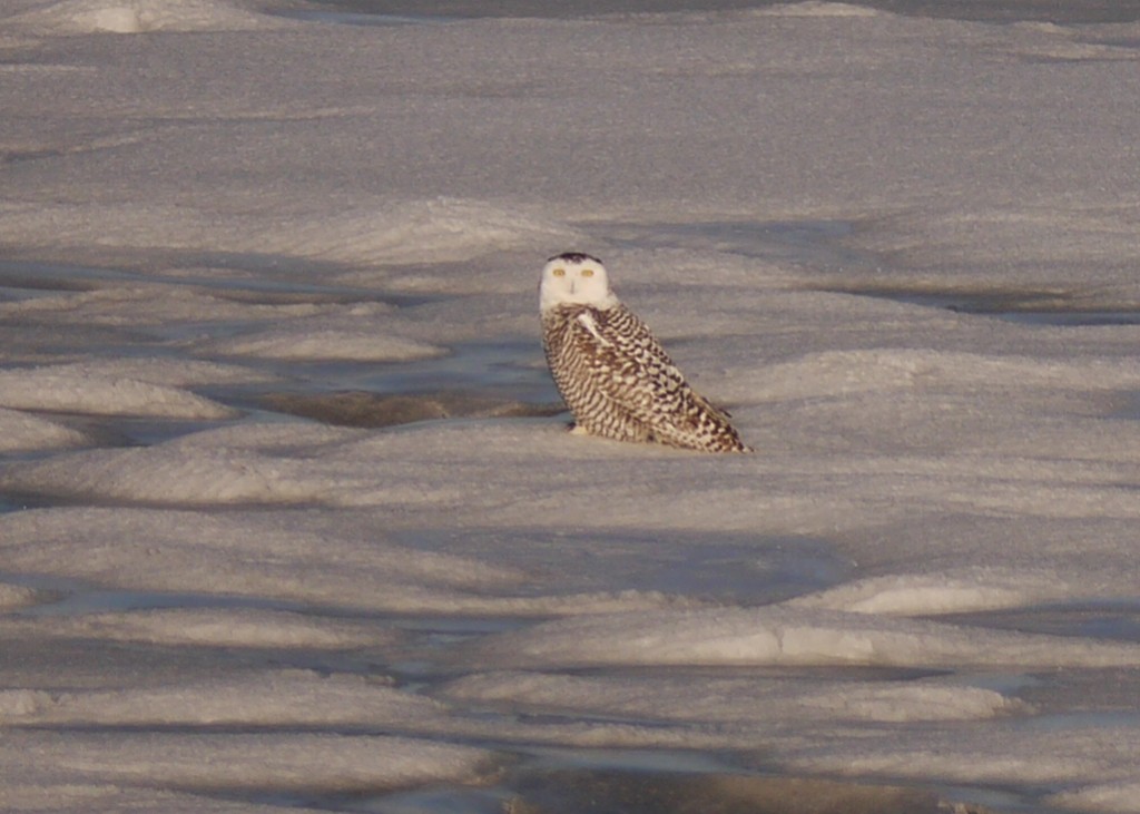 snowy owl outdoor devil