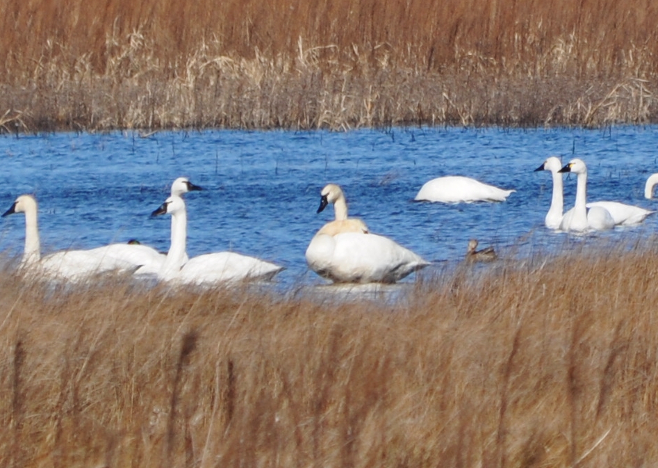  - tundra-swans-2