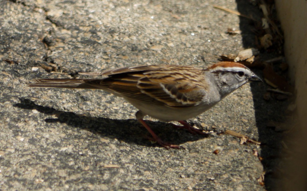 outdoor devil chipping sparrow hemlock bluffs nature preserve