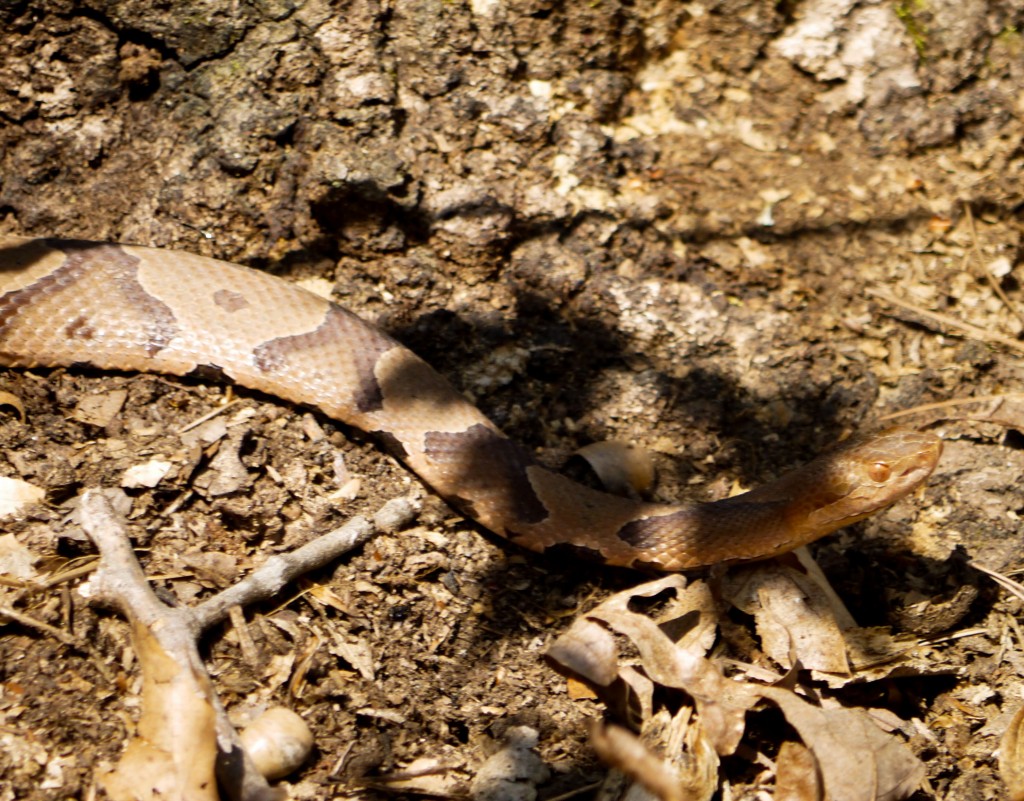outdoor devil copperhead hemlock bluffs nature preserve