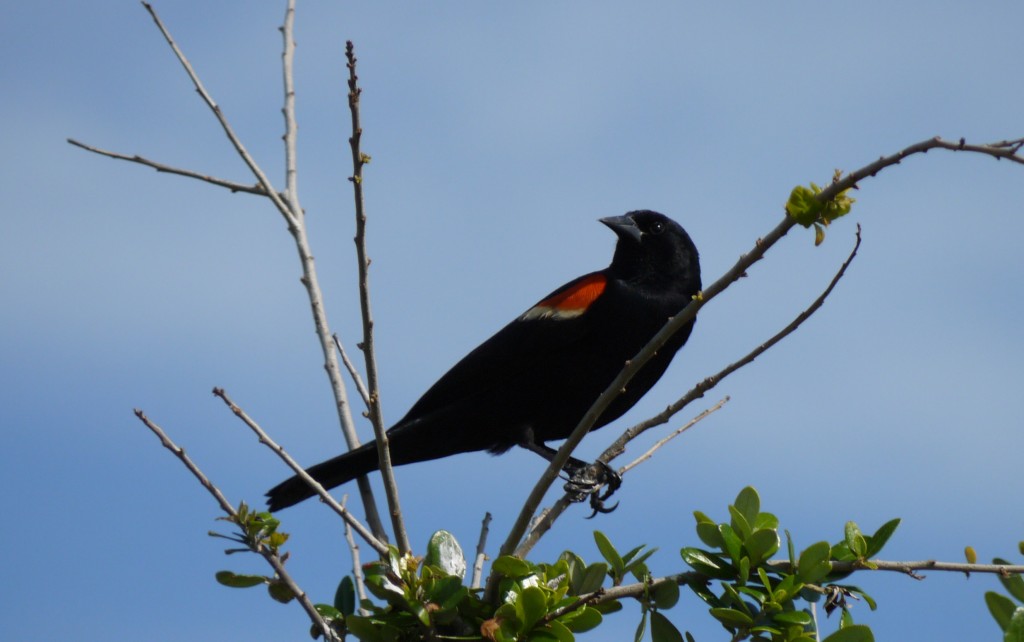 back bay national wildlife refuge outdoor devil