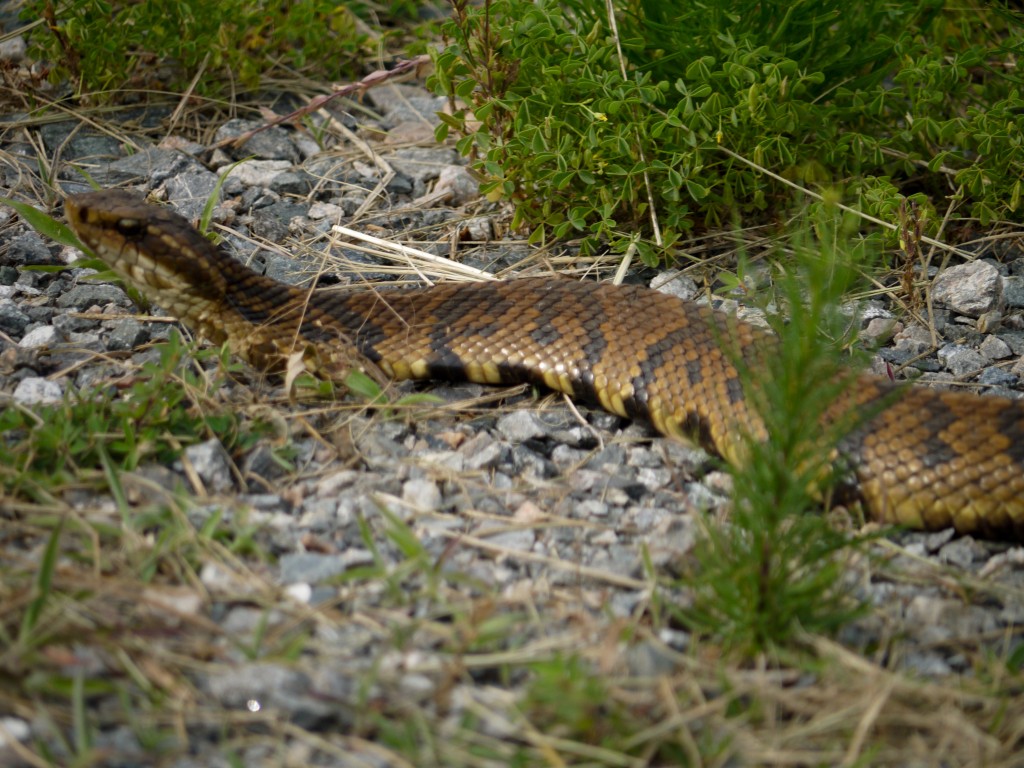 back bay national wildlife refuge outdoor devil