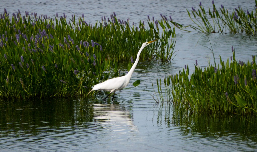 back bay national wildlife refuge outdoor devil