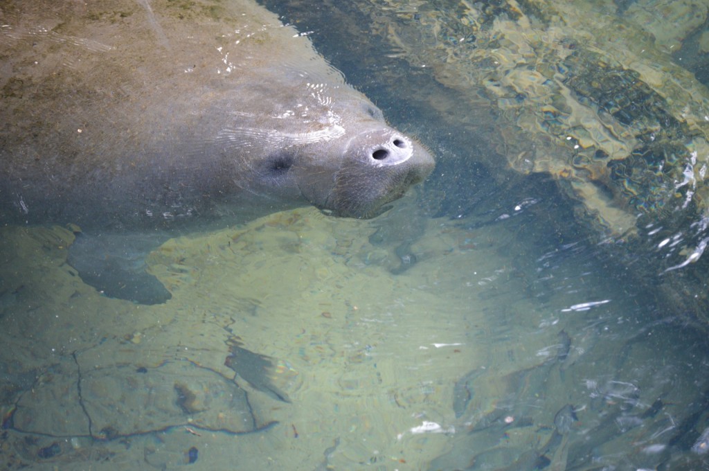 manatee public domain