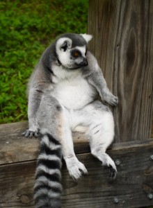 durham museum of life and science lemur