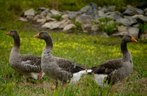 geese, greylag geese, crabtree, lake, park