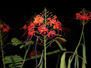 nighttime photography, blossoms, flower, duke gardens, sunset