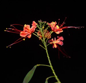 nighttime photography, blossoms, flower, duke gardens, sunset