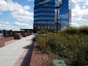 durham, green roof, flowers, blossoms