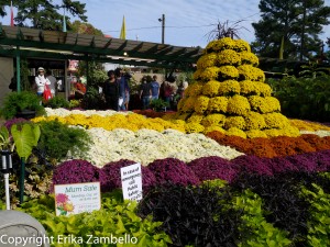 garden show, nc state fair, flowers, blooms, mums