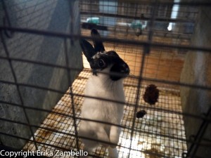 rabbit, north carolina, state fair