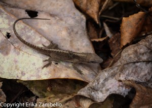 reptile, lizard, north carolina, lake pocosin, outdoor devil