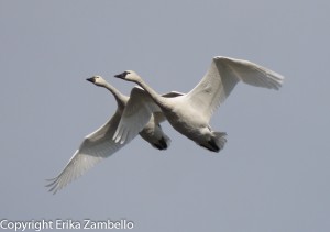 tundra swans, flight, north carolina, lake pocosin, outdoor devil