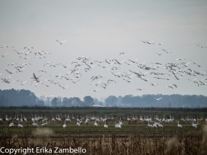 tundra swans, flight, north carolina, outdoor devil