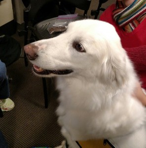 dogs, dog therapy, library, duke