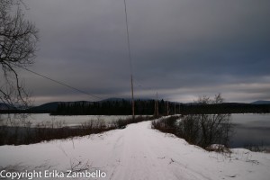 moose, maine, winter, lake, wildlife, nature