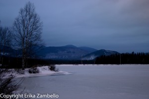 moose, maine, winter, lake, wildlife, nature